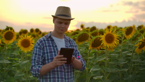A-farmer-in-plaid-shirt-and-straw-hat-walks-across-the-field-with-big-yellow-sunflowers-and-examines-them.-He-writes-their-characteristics-to-ipad-in-summer-evening